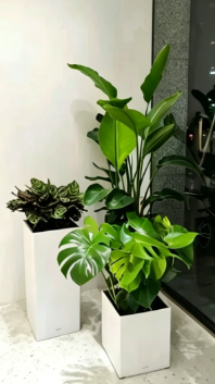 杭州湾租绿植千套方案效果-慈溪绿植租摆摆放技巧-奉化花木租赁服务商-江北室内花木出租